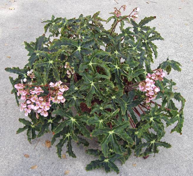 B. ‘Helene Jaros’